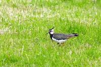 Vanellus vanellus (Pavoncella)